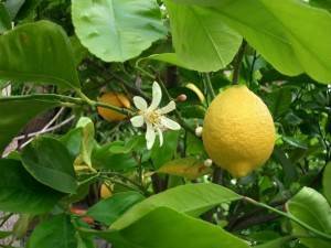 Павловский лимон — солнце на подоконнике