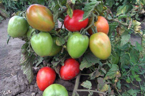 Томат "буян" ("боец"): фото касного и желтого сорта, описание и основные характеристики помидоры