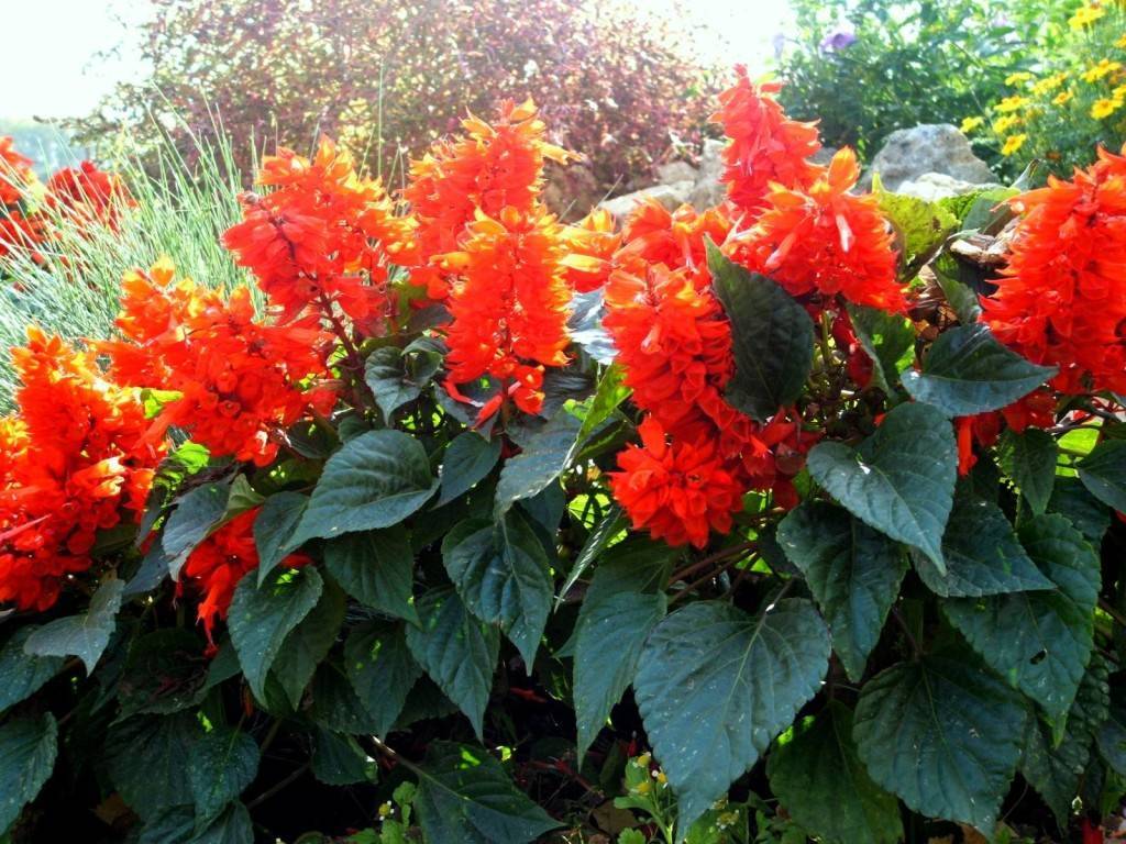 Цветок сальвия — украшение сада. когда сажать рассаду? как выращивать?
