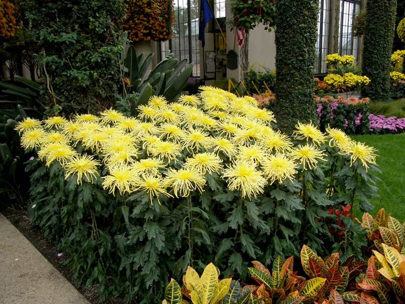 Хризантема кустовая (73 фото): сорта с названиями садовых, мелких и желтых хризантем, «пина колада» и «бонтемпи», посадка и уход в открытом грунте