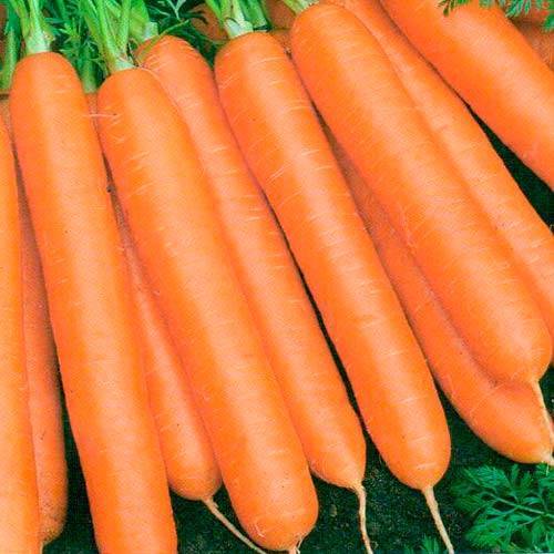 Морковь шантенэ 2461 — описание сорта, фото, отзывы, посадка и уход