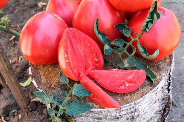 Сорта томатов: буденовка