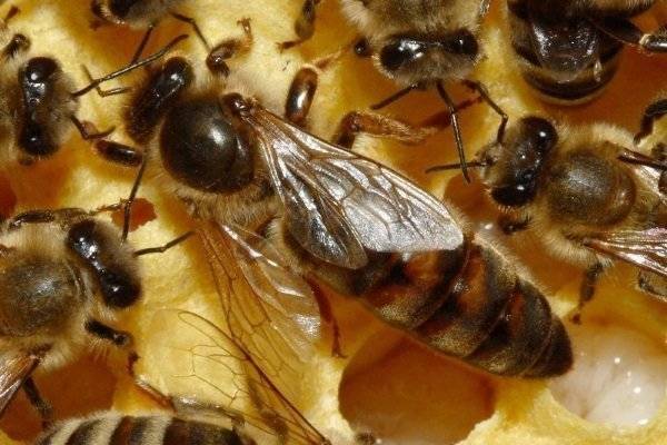 Что такое маточник? как правильно его вырезать и пересадить в новую пчелосемью?