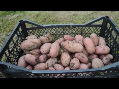 Описание сорта картошки «беллароза»