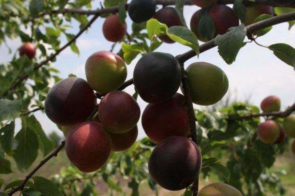 Шарафуга – гибрид абрикоса, сливы и персика