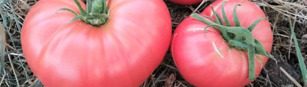 Выращивание томата подарочный