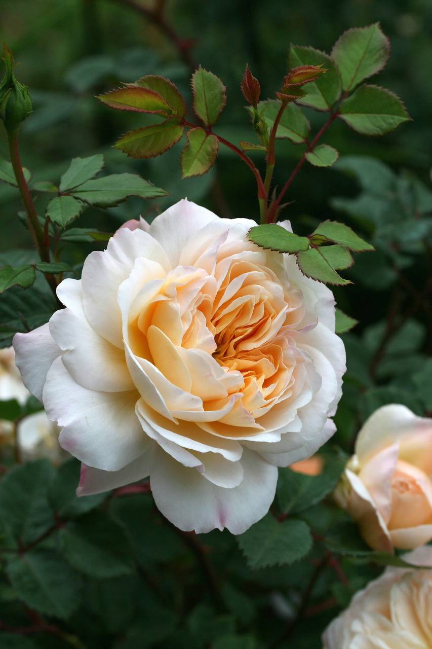 Описание розы сорта крокус роуз, особенности посадки и ухода