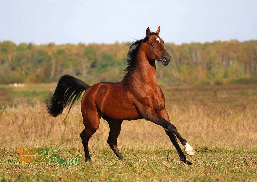 Арабская лошадь  фото, описание, ареал, питание, враги