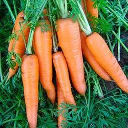 Лучшие сорта моркови — фото и подробное описание, отзывы