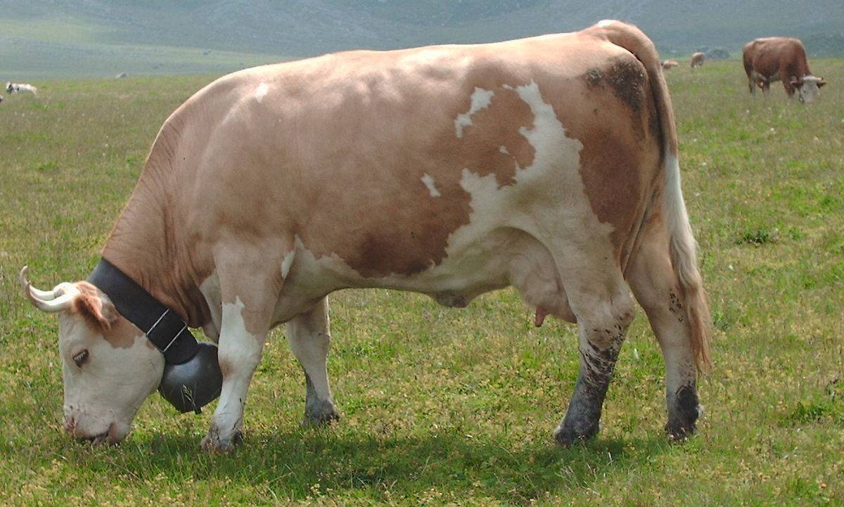 Холмогорская порода коров (29 фото): характеристика быков и телят. плюсы и минусы породы