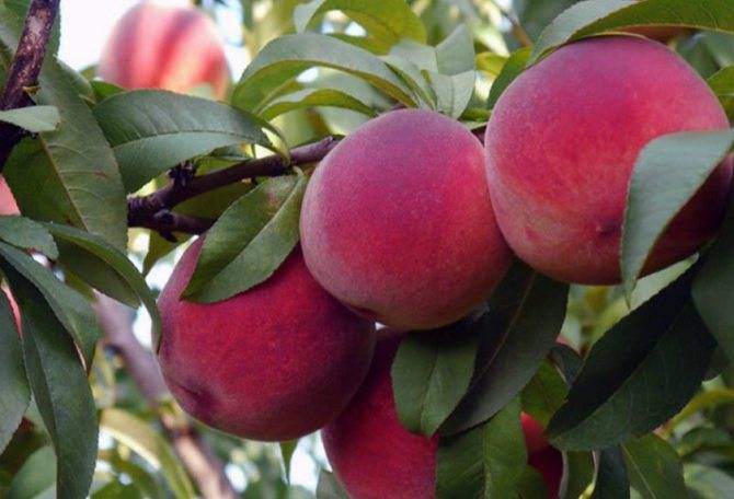 Персик сорта редхейвен – сладкий аромат жаркого лета