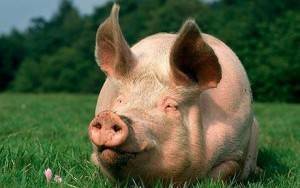 Разделка свиной туши: схема, советы по разделке в домашних условиях