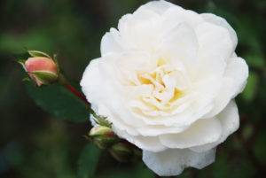 Плетистая роза глория дей клайминг: сорта, описание с фото, посадка и уход