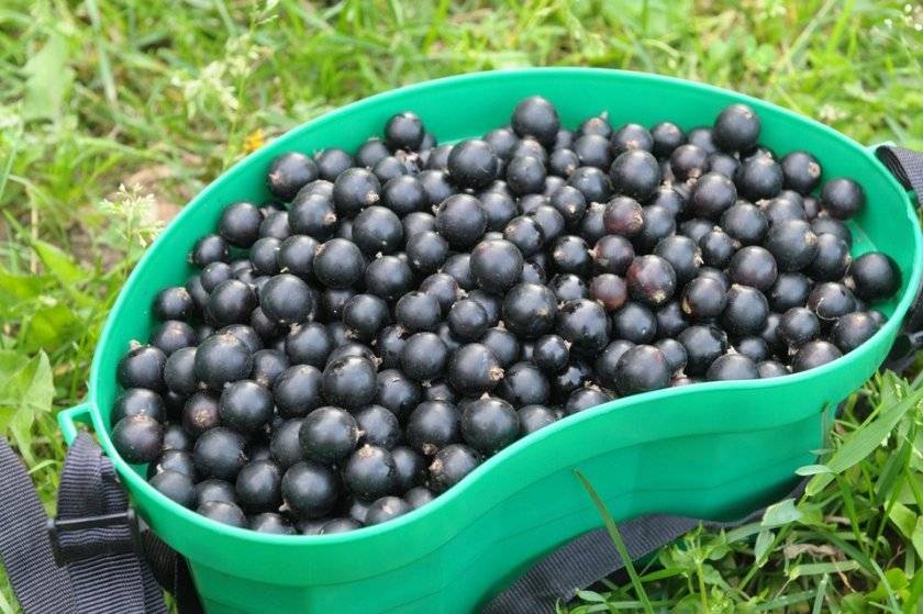 Дачница – характеристика сорта чёрной смородины и способы её выращивания