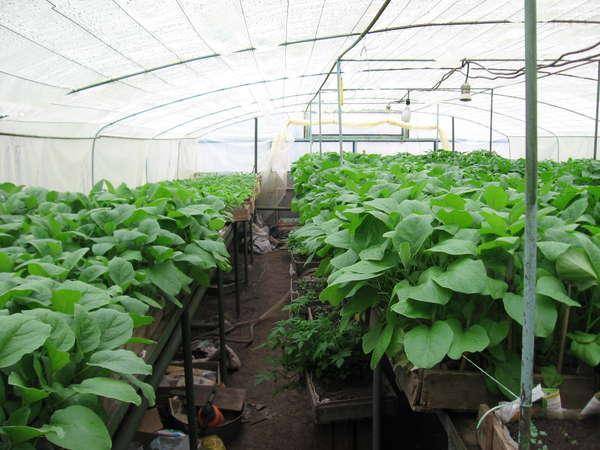 Баклажаны в теплице — правила выращивания и лучшие сорта