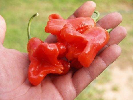 Особенности выращивания красного перца «колокольчик»