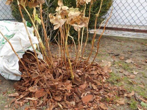 Уход за гортензией: как укрыть и подготовить к зиме в открытом грунте