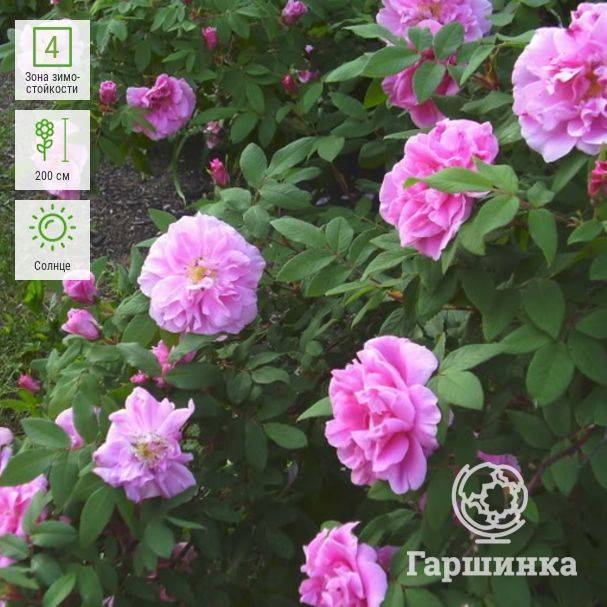 Утонченная красавица роза августа луиза: описание сорта и фото цветка, особенности выращивания и другие нюансы