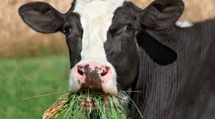 Как лечится атония рубца у коровы?