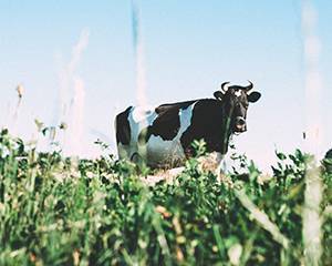 Лейкоз у коров: причины, симптомы и лечение, опасность для человека
