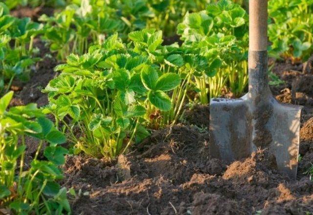 Как ухаживать за клубникой (садовой земляникой) весной – 5 простых шагов