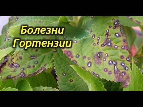 Гортензия крупнолистная: описание и сорта растения