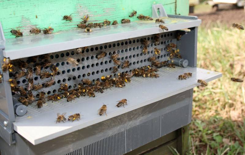 Сбор пыльцы и нектара пчелами и опыление растений