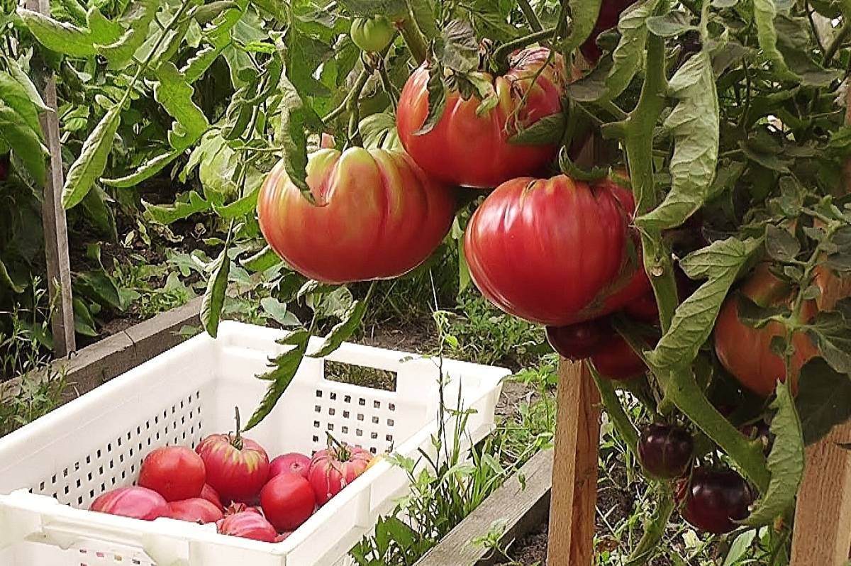 Как вырастить помидоры сорта "розовый слон"