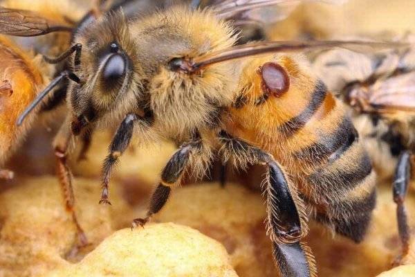 Разновидности препаратов для пчёл и их применение