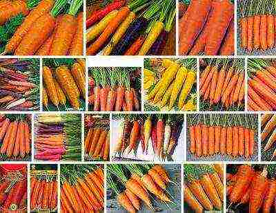 Морковь «детская сладость», «карамелька» и другие сорта овоща, которые считаются самыми сладкими: описание, применение, а также как сделать обычный вид вкуснее?
