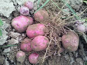 Овощ картофель: посадка и уход в открытом грунте, фото, выращивание из семян, уборка и хранение