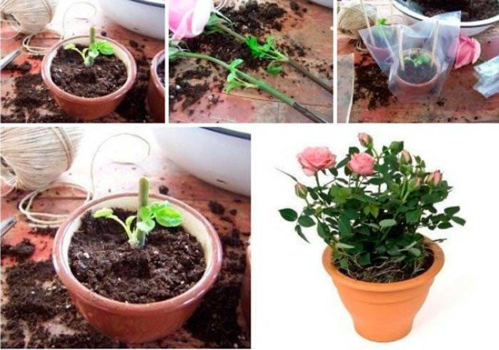 Черенкование роз осенью как размножать и укоренять черенки в домашних условиях