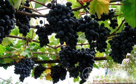 Сорт винограда молдова – уход обрезка и болезни сорта