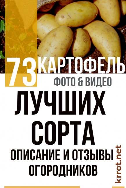 Сорт картофеля «лидер» – описание и фото