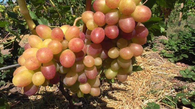 Сорт винограда пестрый фото и описание
