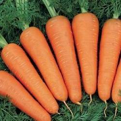 Морковь дордонь f1: описание, фото, отзывы