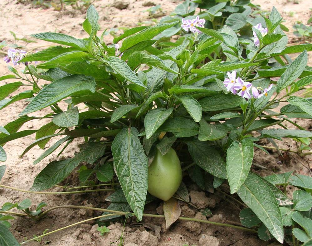 Выращивание экзотического плода пепино на даче или в квартире. особенности посадки и ухода