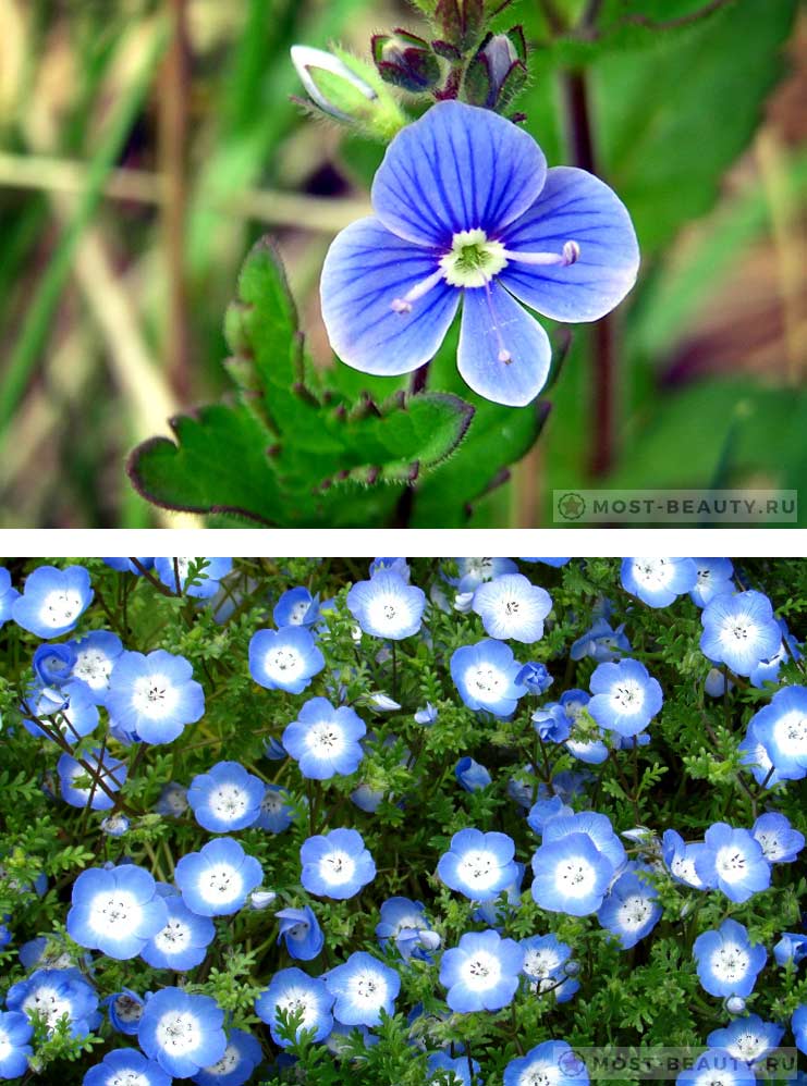 Цветы белые колокольчики: фото и описание многолетних садовых растений