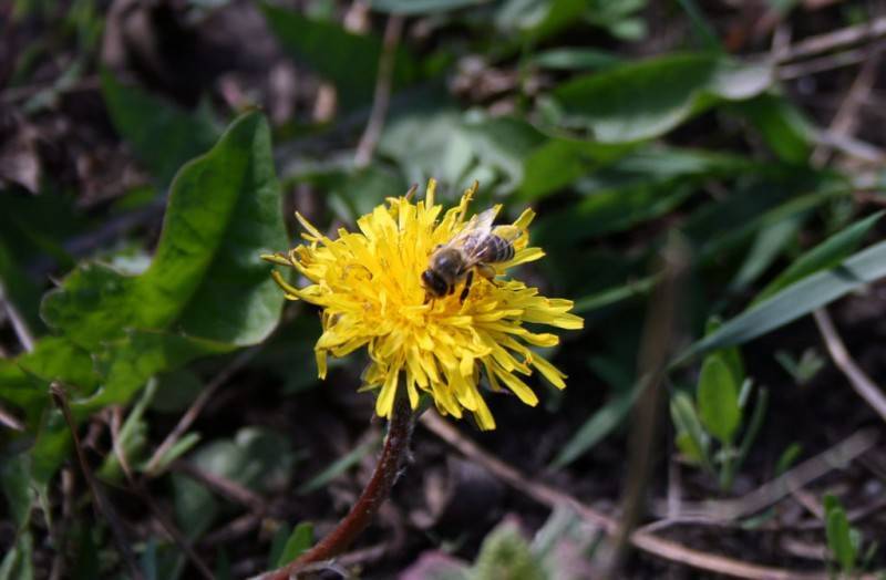 О пчелиной пыльце: цветочная пыльца, пчелиная обножка, как хранить пыльцу