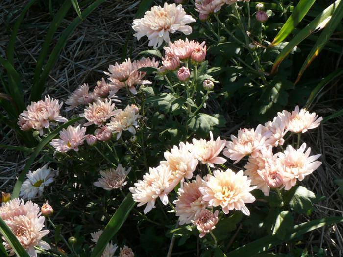 Многолетние сорта садовых хризантем: описание лучших, основные правила посадки и ухода