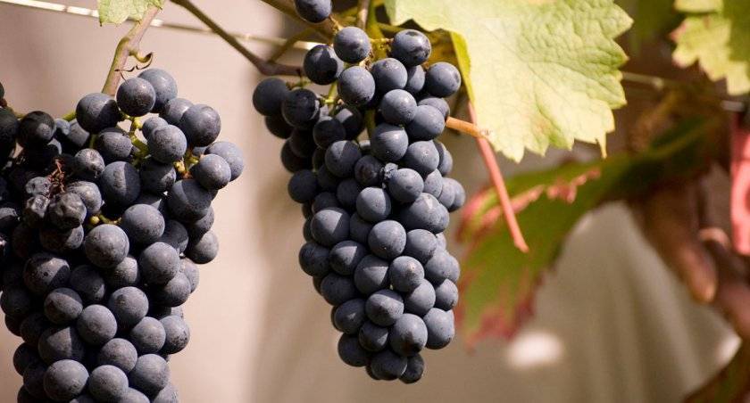 Все про виноград каберне — техническая группа сортов, которой уже 400 лет