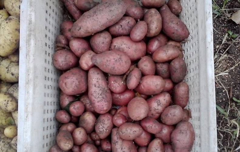 Сорт картофеля изюминка