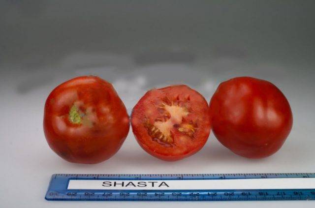 Описание сорта томата кистевой f1, его характеристики и отзывы
