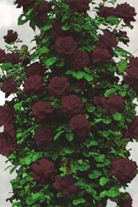 Черные розы — сорта и описания | о розе