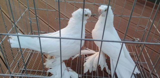 Узбекские голуби: описание породы, экстерьер, содержание