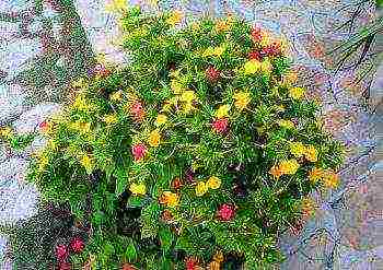 Мирабилис цветок (ночная красавица) — размножение растения