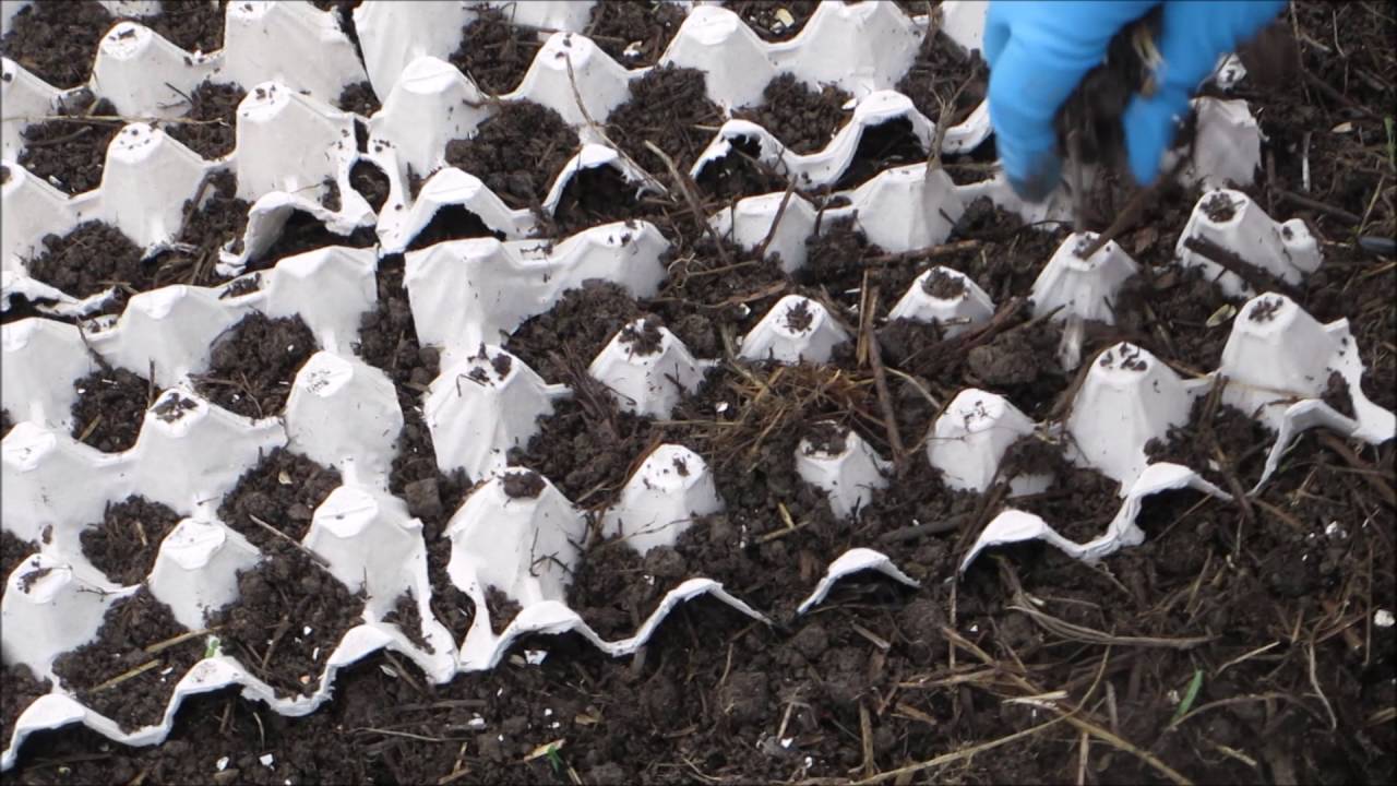 Редис в ячейках из-под яиц: как посадить и поливать пошагово с видео