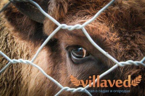 Глаза коровы: особенности строения, возможные заболевания, правила лечения