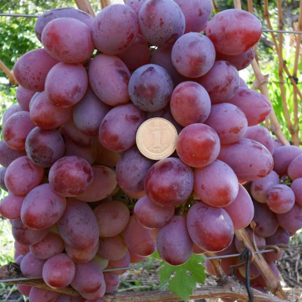 Виноград рошфор: описание сорта, фото, болезни и вредители