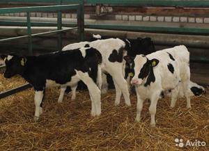 Характеристика и особенности голштинской породы коров